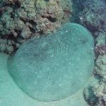 Enorme uovo di calamaro sul fondale di Calafuria