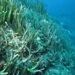 Citizen Science Platform “Observador del mar” – Seawatchers Italia per le Alghe Aliene
