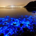 La bioluminescenza