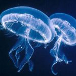 Conoscere le meduse Rispettarle Proteggerle Proteggersi