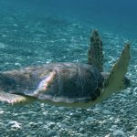 I cittadini diventano ricercatori, arriva il portale di citizen science nelle aree marine protette Regno di Nettuno e Punta Campanella