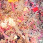 Un rarissimo corallo scoperto dai biologi marini dell’Arpacal nelle acque vibonesi