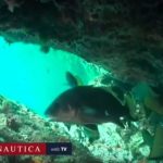 Alla scoperta di Altare: vivere la magia di un’immersione nell’Area Marina Protetta di Portofino