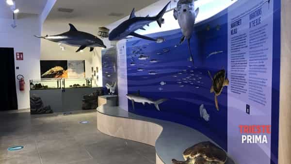 Ecco il BioMA, il museo dedicato alla biodiversità marina del Golfo di Trieste