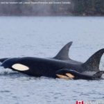 Mai visto prima, le orche canadesi uccidono insieme un cucciolo.