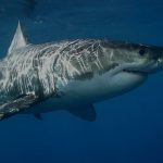 Studi sugli squali in Sud Africa