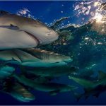 Incontro con gli squali alle Bahamas