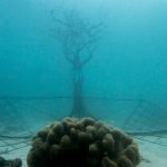 L’’albero della vita bioelettrificato salva i coralli Thailandesi