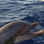 I delfini da combattimento addesatrati da Mosca e Washington