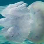 Attenzione! le meduse tropicali e sub tropicali hanno invaso i nostri mari