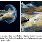 La scoperta di Armando Macali: le meduse mangiano plastica