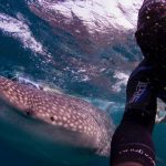 Un viaggio per nuotare al fianco di squali balena con WWF Travel