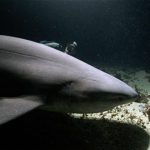 Squali nello Stretto di Messina risorsa straordinaria per il turismo subacqueo
