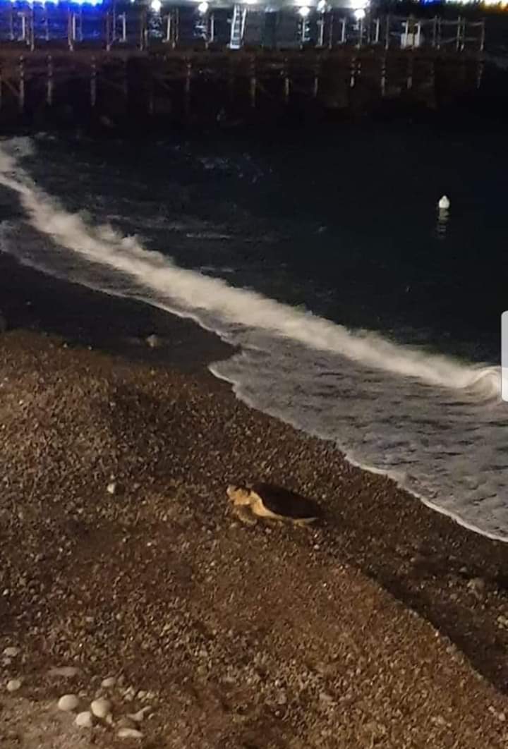 Tartaruga sulla spiaggia di Meta, sopralluogo per nidificare