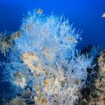 Il corallo nero delle Tremiti sul National Geographic, documentario approda online. “Storia di impegno e dedizione”