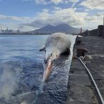 Trasferita a Napoli per necroscopia la Balena spiaggiata a Sorrento